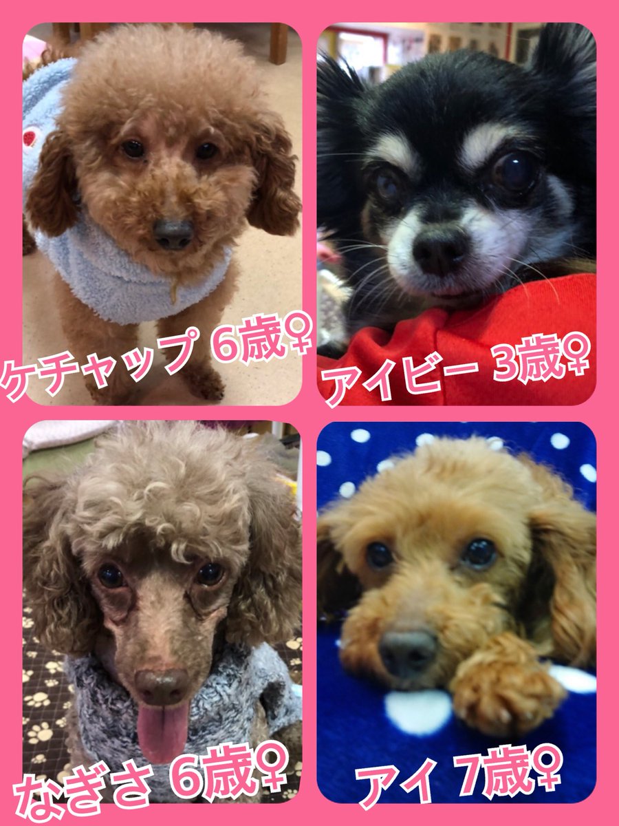 🐾今日の里親様募集中ワンコ🐶メンバーです🐾2019,1,19